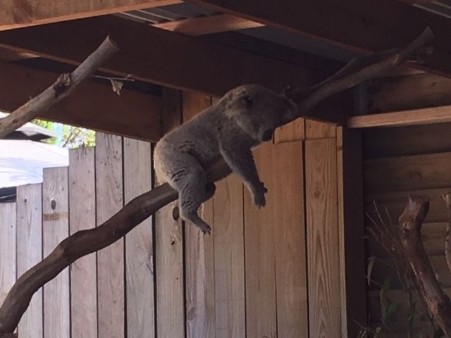 Symbio Wildlife Park - Thursday 15th October, 2020 Image -5f8d03b94d781